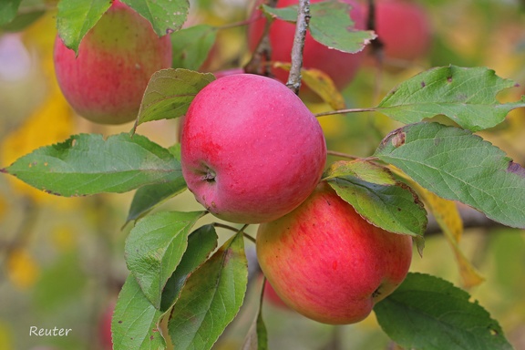 Kulturapfel (Malus domestica)